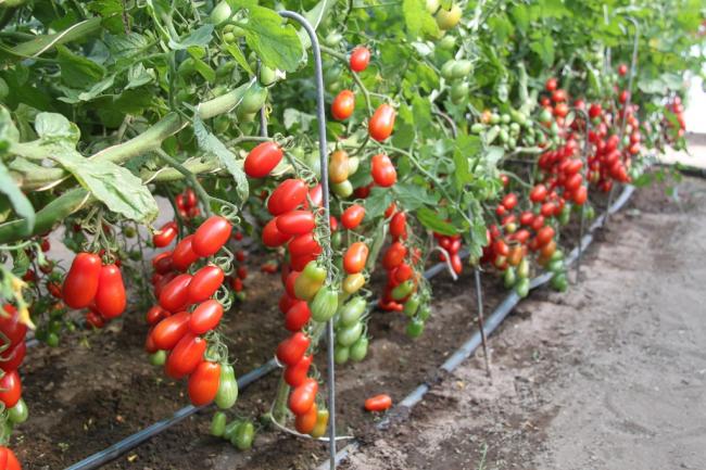 Prodaja Zuccherino F1 - Cena semena Ostalo | SM AgroShop