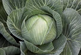 Profesionalno seme Seme kupusa Flexima F1 - Katalog semena povrća SM AgroShop