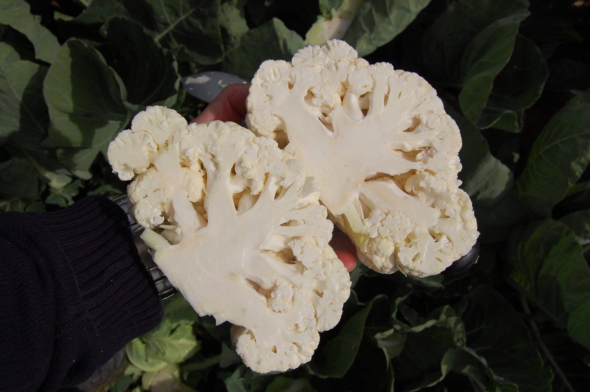 Seme Ferrara F1 - Ostalo | SM AgroShop