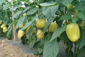 Prodaja Blancina F1 EZ - Cena semena Ostalo | SM AgroShop