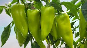 Seme KG 2129 F1 - Ostalo | SM AgroShop