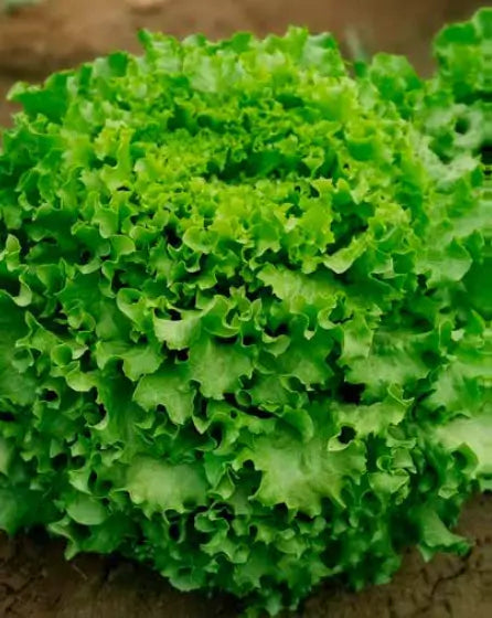 Profesionalno seme Seme salate KANARYOLE  (cela god.) - Katalog semena povrća SM AgroShop