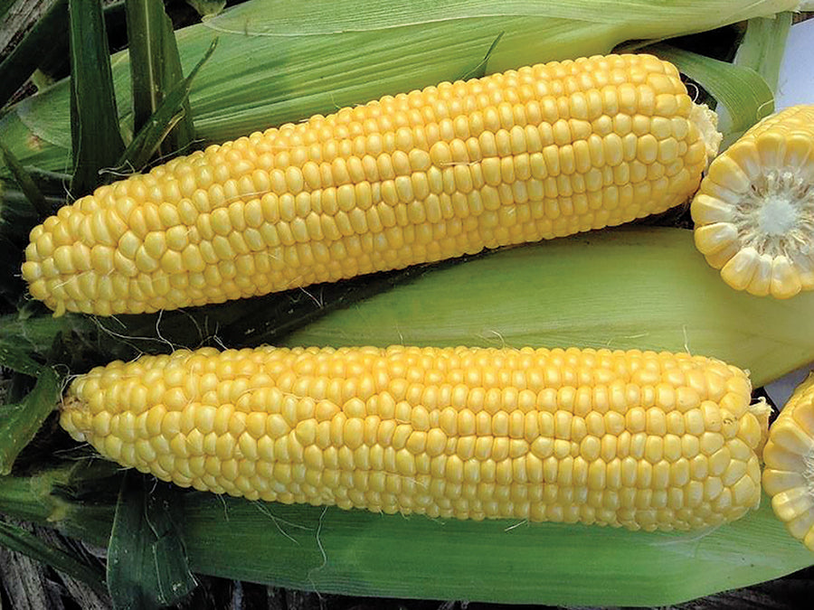 Seme SV1446 SD F1 - Ostalo | SM AgroShop