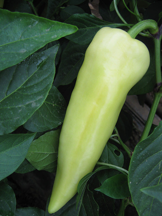 Seme Kameleon F1 - Ostalo | SM AgroShop