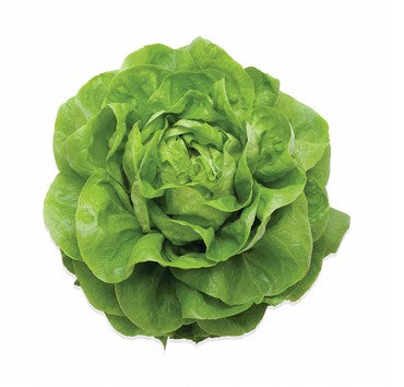 Seme Meteore (jesen, zima) - Ostalo | SM AgroShop