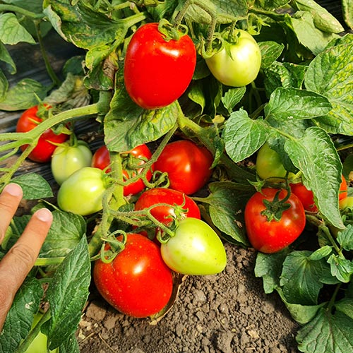 Seme Bl 438 F1 -(niski, šljivar) - Ostalo | SM AgroShop