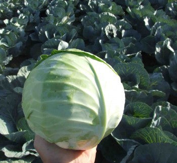 Profesionalno seme Seme kupusa Aquarel F1 - Katalog semena povrća SM AgroShop