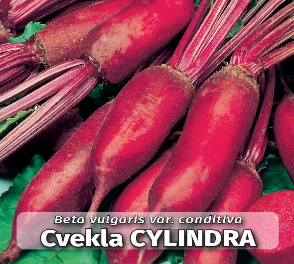 Seme Cylindra - Ostalo | SM AgroShop