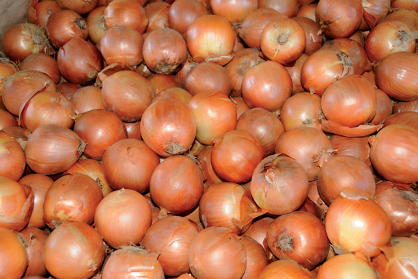 Seme Vuelta F1 - Ostalo | SM AgroShop