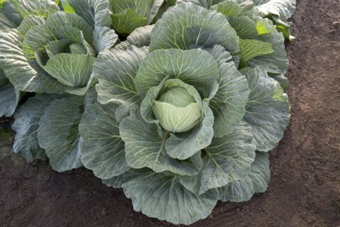 Seme Vertex F1 - Ostalo | SM AgroShop