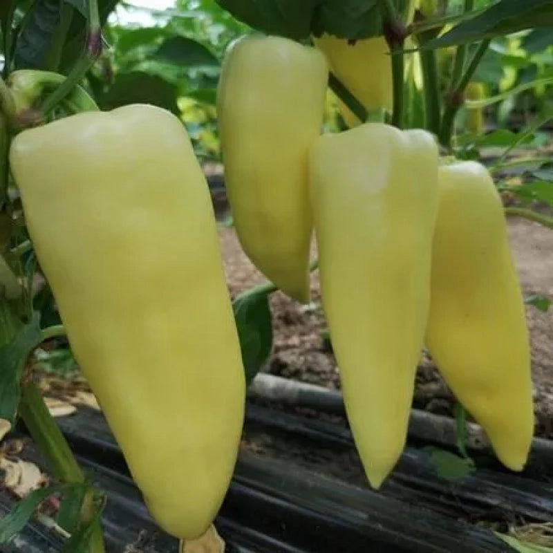 Seme Trinity F1 - Ostalo | SM AgroShop