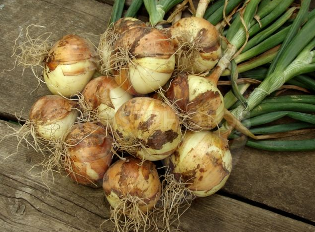 Profesionalno seme Seme luka Kira F1 - Katalog semena povrća SM AgroShop