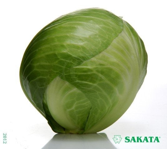 Profesionalno seme Seme kupusa Coronet F1 - Katalog semena povrća SM AgroShop