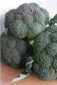 Seme Wisdom F1 - Ostalo | SM AgroShop