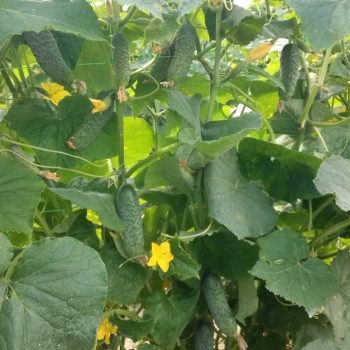 Seme Sebate F1 - Ostalo | SM AgroShop