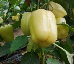 Prodaja Goldano F1 - Cena semena Ostalo | SM AgroShop