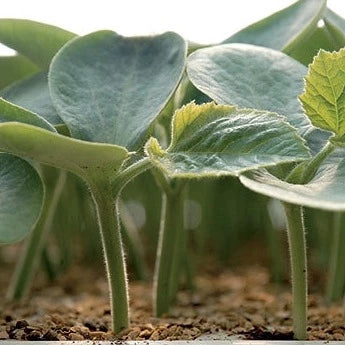 Seme Vitalley F1 - Ostalo | SM AgroShop