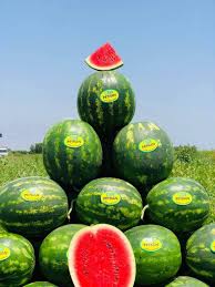 Seme Peykan F1 - Ostalo | SM AgroShop