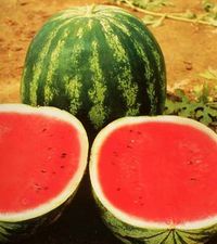 Seme Top Gun F1 - Ostalo | SM AgroShop