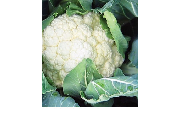 Seme Barcelona F1 - Ostalo | SM AgroShop