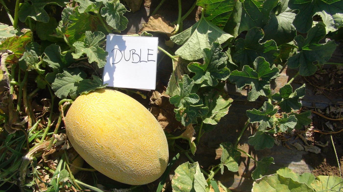 Seme Duble F1 - Ostalo | SM AgroShop