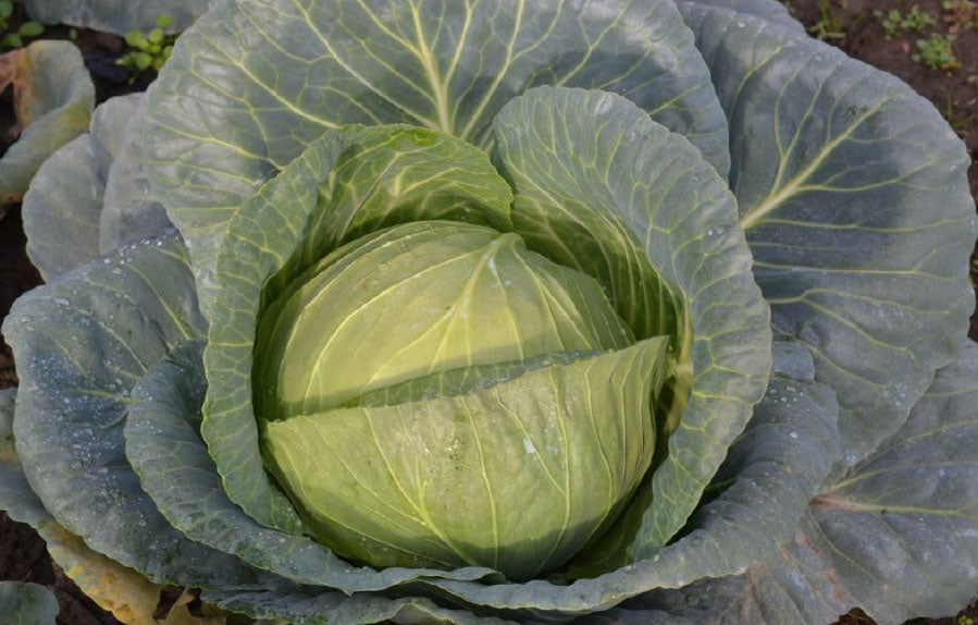 Profesionalno seme Seme kupusa Hypoo F1 - Katalog semena povrća SM AgroShop