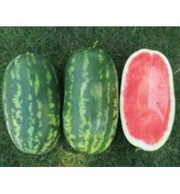 Seme Constellation F1 - Ostalo | SM AgroShop