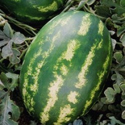 Seme Emperor F1 - Ostalo | SM AgroShop