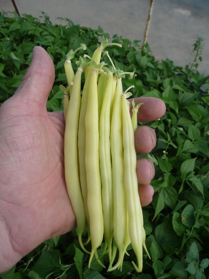 Seme Golden goal 1kg - Ostalo | SM AgroShop