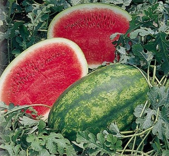 Seme Lady F1 - Ostalo | SM AgroShop