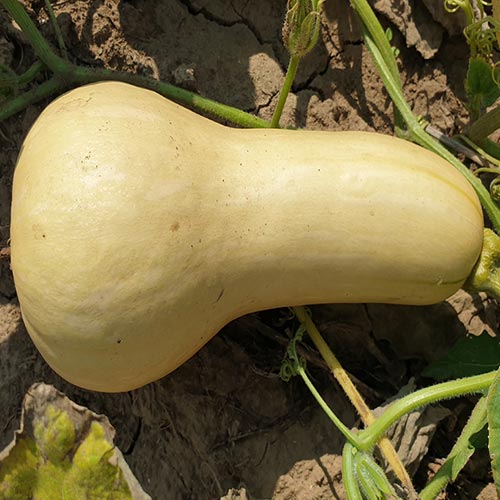 Seme Early Buternut F1 - Ostalo | SM AgroShop