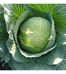 Prodaja Odyssey F1 - Cena semena Ostalo | SM AgroShop