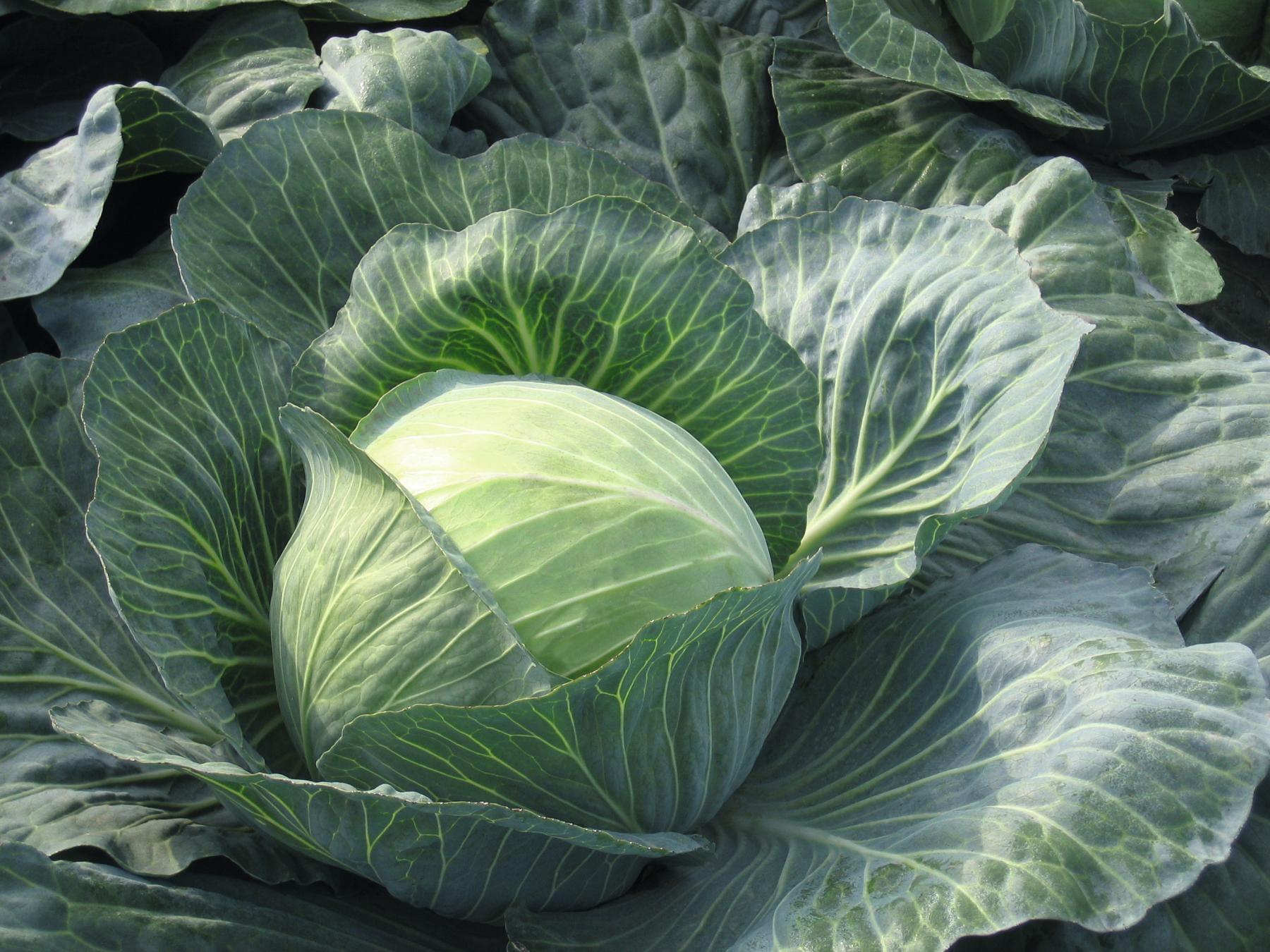 Profesionalno seme Seme kupusa Hinova F1 - Katalog semena povrća SM AgroShop - Brza dostava