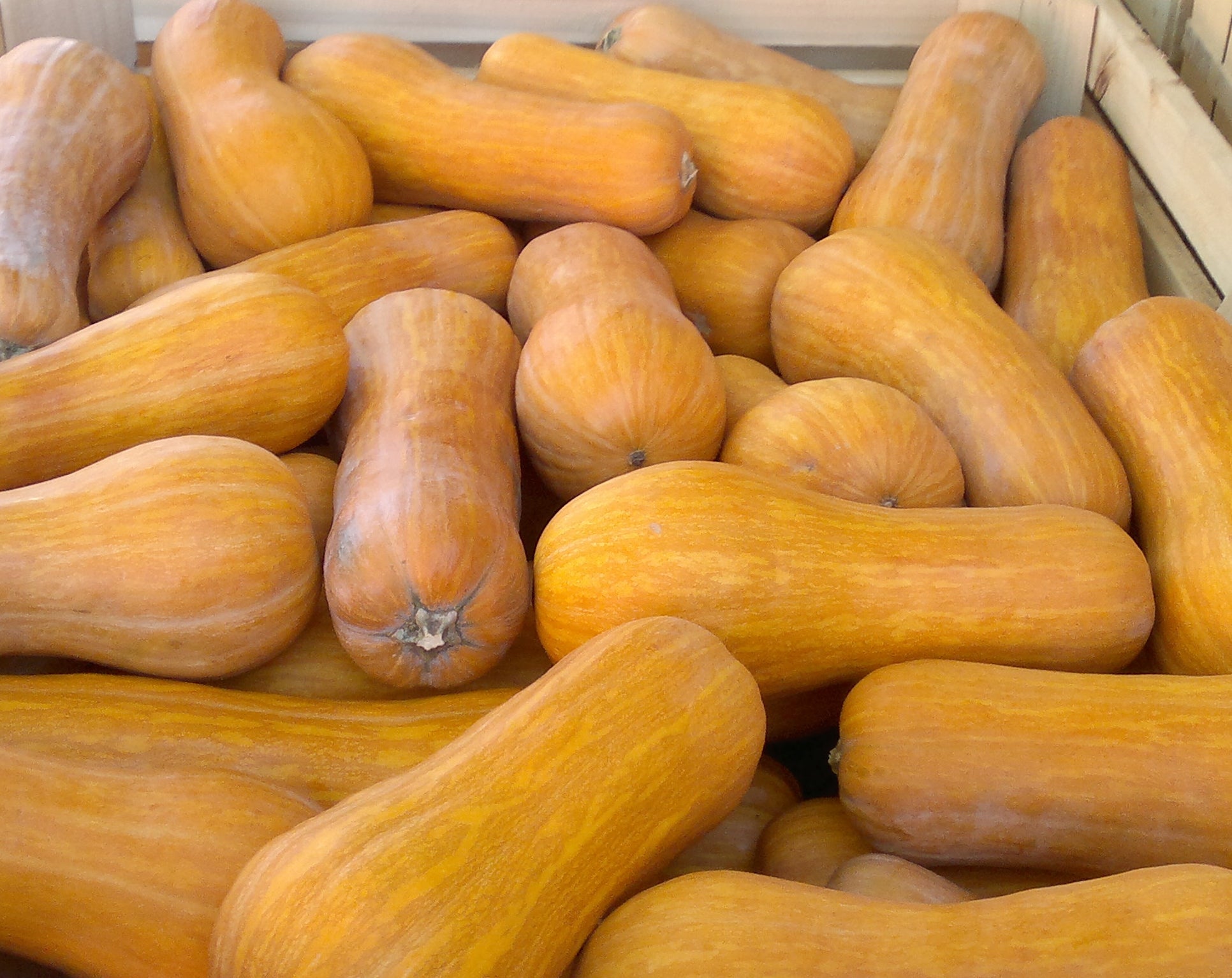 Seme Beja F1 - Ostalo | SM AgroShop