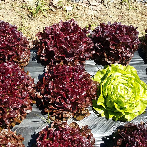 Profesionalno seme Seme salate Flambine (proleće, jesen) - Katalog semena povrća SM AgroShop