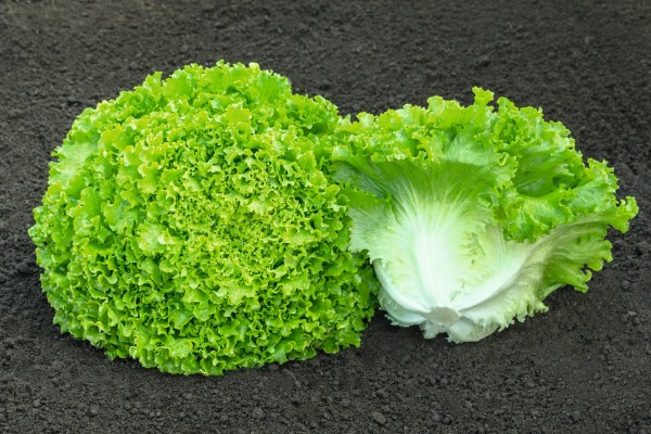 Profesionalno seme Seme salate Sementel (proleće, jesen) - Katalog semena povrća SM AgroShop