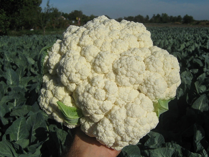 Seme Sigurd F1 - Ostalo | SM AgroShop