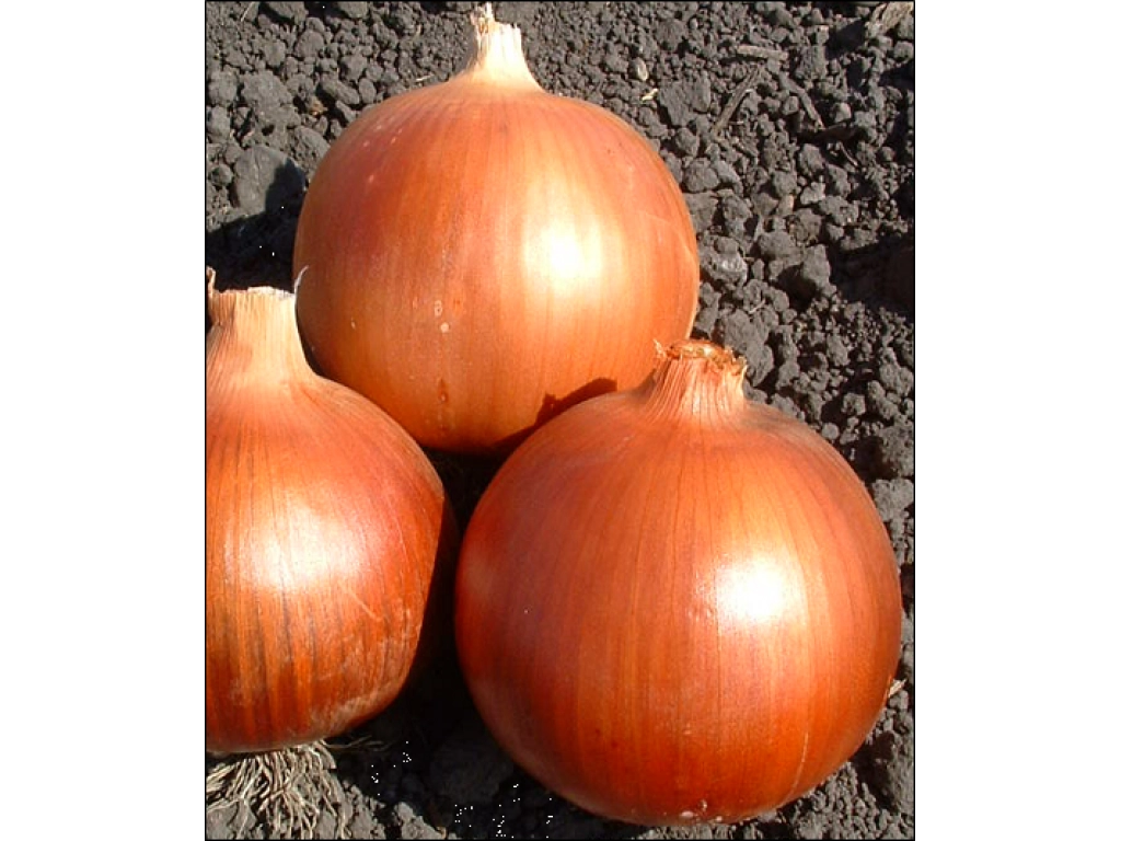 Profesionalno seme Seme luka Copper star F1 - Katalog semena povrća SM AgroShop