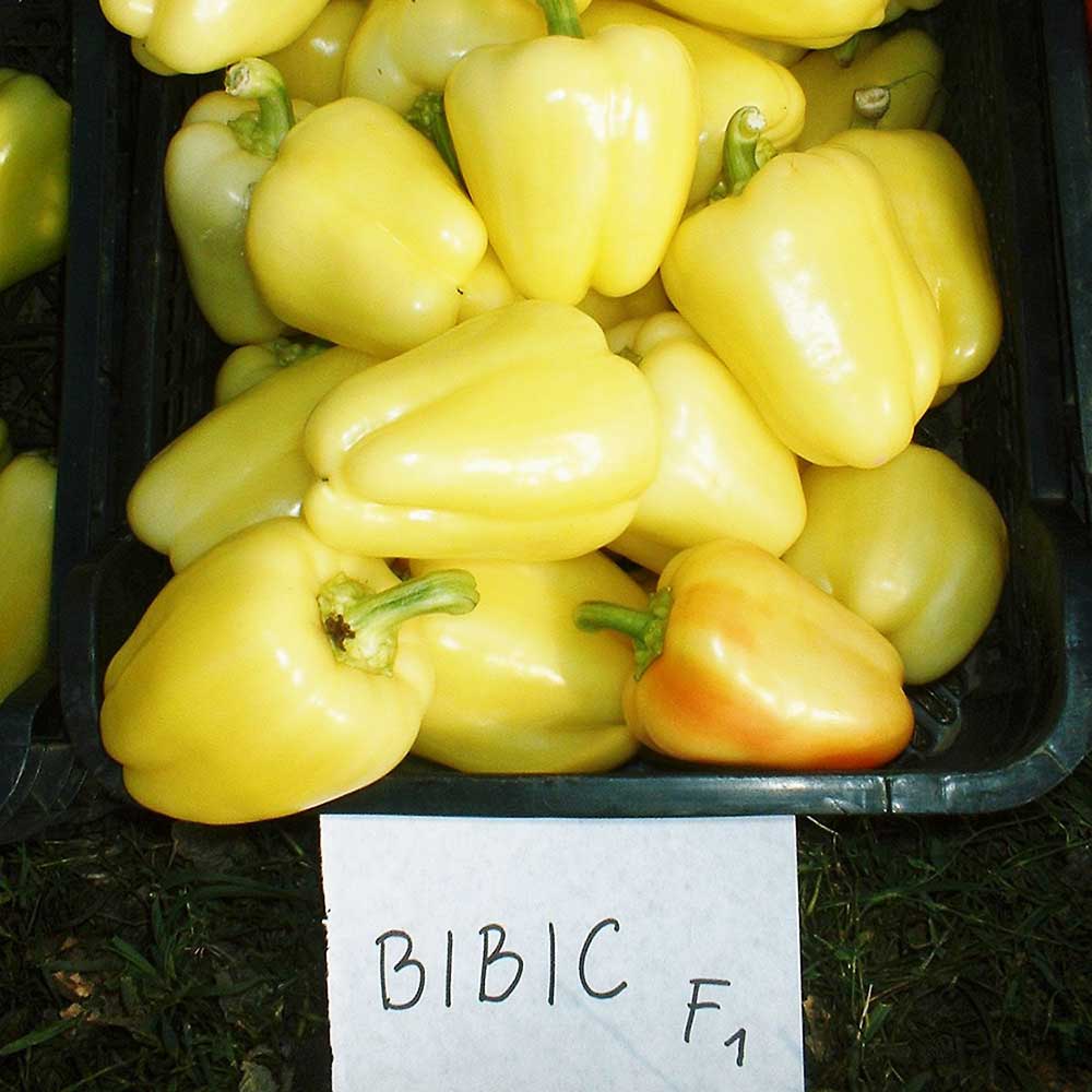 Profesionalno seme Seme paprike Bibic F1 - Katalog semena povrća SM AgroShop - Brza dostava