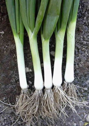 Profesionalno seme Seme luka Tipika 100g - Katalog semena povrća SM AgroShop