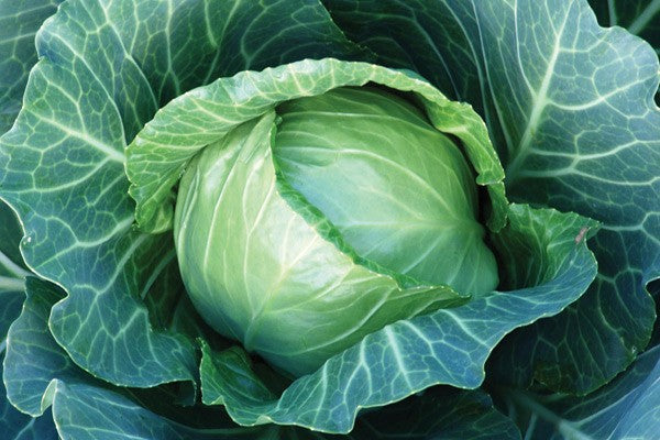 Profesionalno seme Seme kupusa Sunta F1 - Katalog semena povrća SM AgroShop