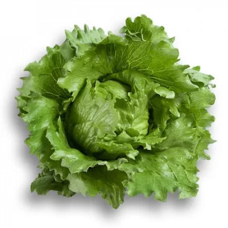 Prodaja Umbrinas (jesen) - Cena semena Ostalo | SM AgroShop