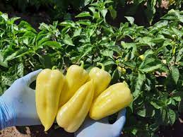 Profesionalno seme Seme paprike Paprika Amanda - Katalog semena povrća SM AgroShop