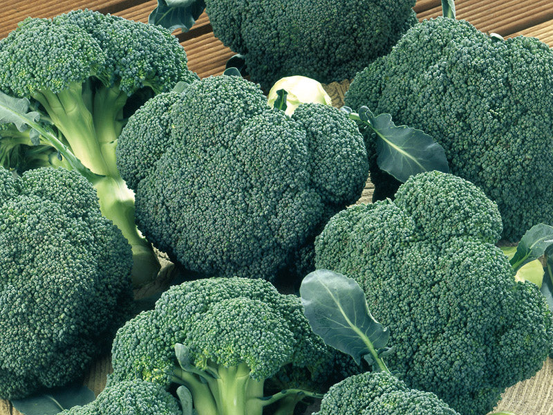 Seme Ironman F1 - Ostalo | SM AgroShop