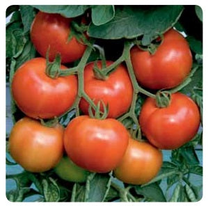 Seme Paronset F1 - Ostalo | SM AgroShop