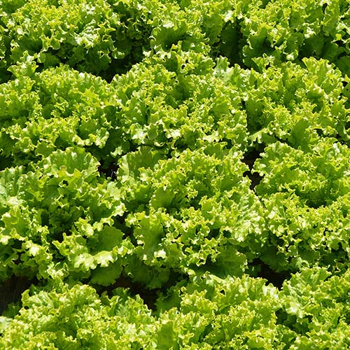 Profesionalno seme Seme salate Abbice (proleće, jesen) - Katalog semena povrća SM AgroShop