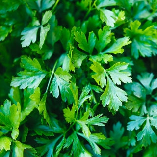 Seme Festival 68 100g - Ostalo | SM AgroShop