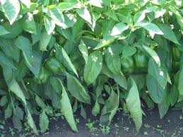 Profesionalno seme Seme paprike Gigant F1 - Katalog semena povrća SM AgroShop