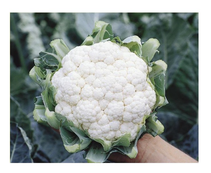 Seme Casper F1 - Ostalo | SM AgroShop