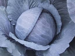 Profesionalno seme Seme kupusa Ranchero F1 - Katalog semena povrća SM AgroShop